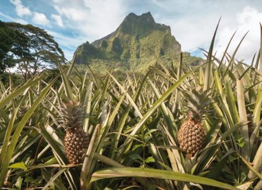Inselhopping Traumhaftes Französisch-Polynesien