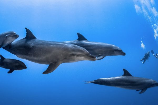 Dauphins dans la passe de Tiputa à Rangiroa © Greg Le Coeur